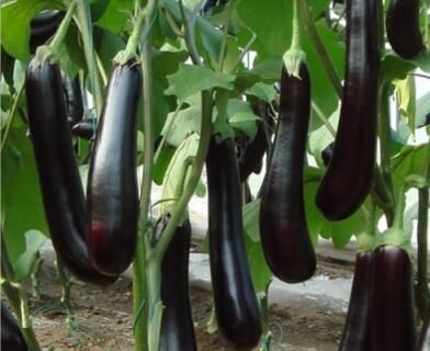 仁怀嫁接茄子苗育苗厂,绥阳绿把长茄种苗2026