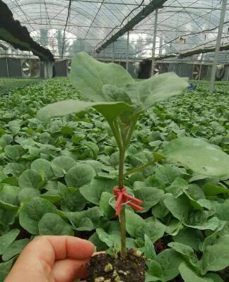 清原哪里育嫁接茄子苗,新宾卖长\圆茄苗专业育苗厂2026
