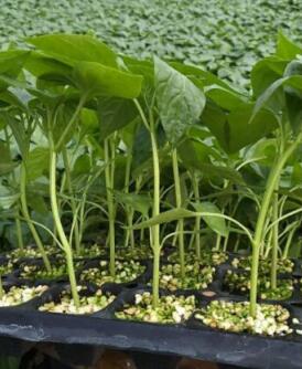 舞钢哪有育螺丝椒苗厂家,郏县线椒苗批发价格2026