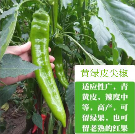 原阳批发辣椒苗\螺丝椒苗\线椒苗,获嘉专业育苗厂家