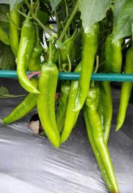 封丘批发辣椒苗育苗厂,延津螺丝椒苗线椒苗2026