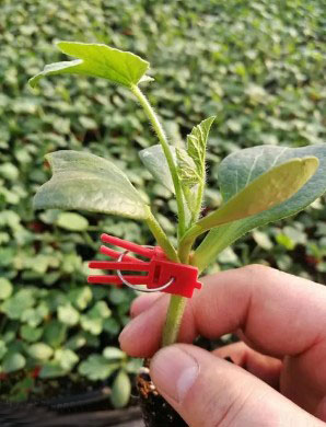 毕节哪有育美都西瓜苗,金沙卖嫁接西瓜苗厂家2026