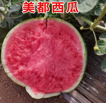 张家港育美都西瓜苗厂,昆山嫁接甜王西瓜苗基地2026